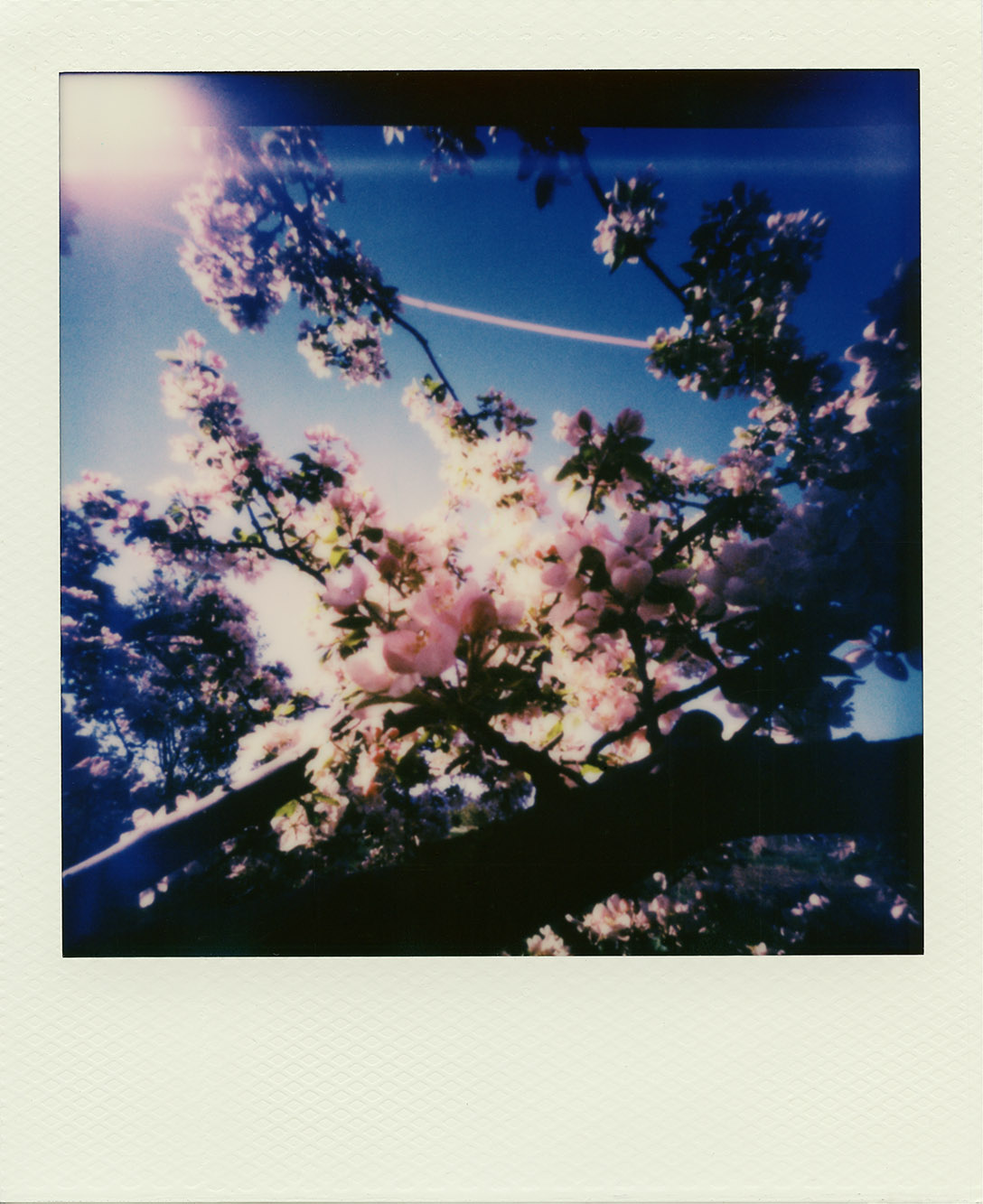 Fotografia otworkowa – Polaroid, Obscura